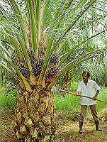 oil palm trunk